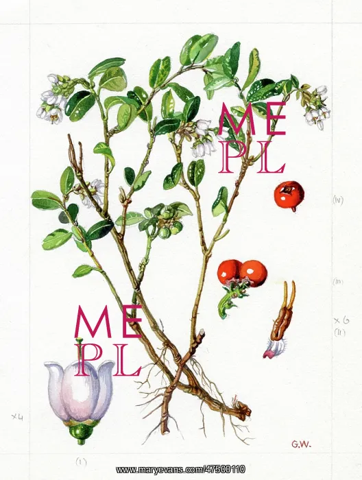 : Vaccinium vitis-idaea - lingonberry : Vaccinium vitis-idaea - lingonberry