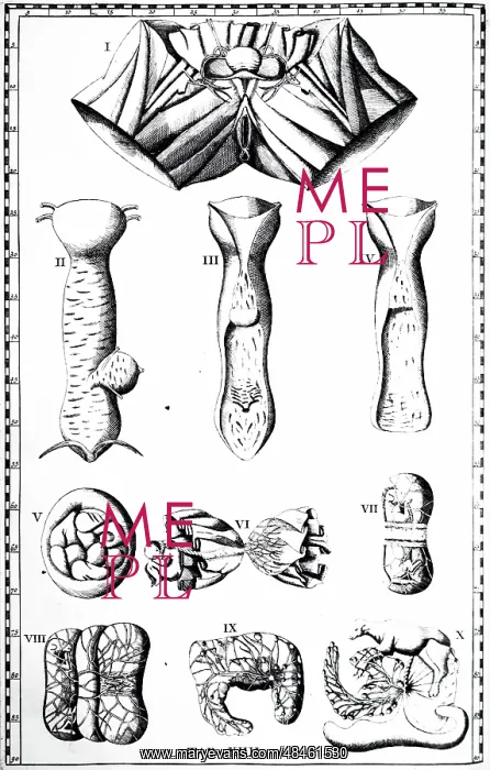 : Vagina and Placenta. From Bartolommeo Eustachi : Vagina and Placenta. From Bartolommeo Eustachi
