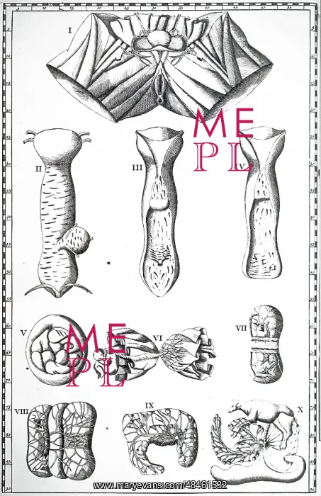 : Vagina and Placenta. From Bartolommeo Eustachi : Vagina and Placenta. From Bartolommeo Eustachi