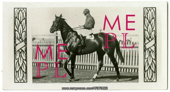 : Valcaire, Australian race horse : Valcaire, Australian race horse