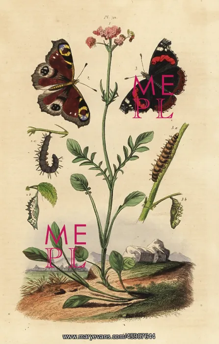 : Valerian, peacock butterfly and red admiral : Valerian, peacock butterfly and red admiral