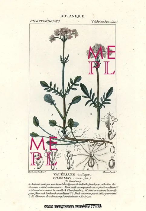 : Valerian, Valeriana dioica : Valerian, Valeriana dioica