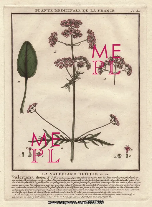 : Valerian, Valeriana officinalis : Valerian, Valeriana officinalis
