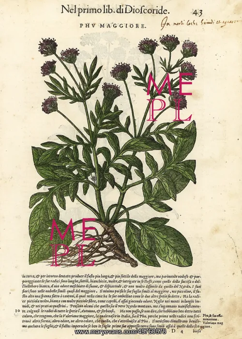 : Valerian, Valeriana officinalis : Valerian, Valeriana officinalis