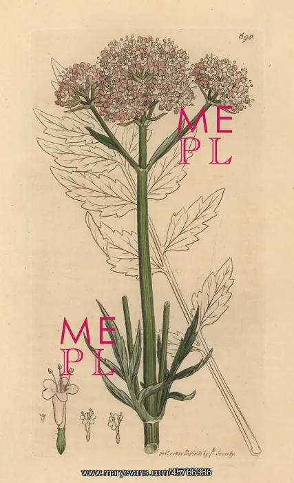 : Valerian, Valeriana officinalis : Valerian, Valeriana officinalis