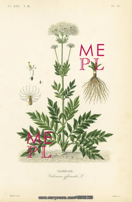  : Valerian, Valeriana officinalis