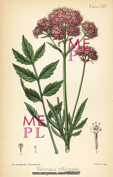 : Valerian, Valeriana officinalis : Valerian, Valeriana officinalis