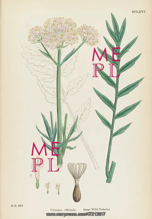  : VALERIANA OFFICINALIS