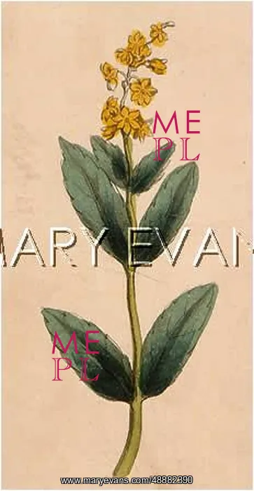  : VALERIANA OFFICINALIS