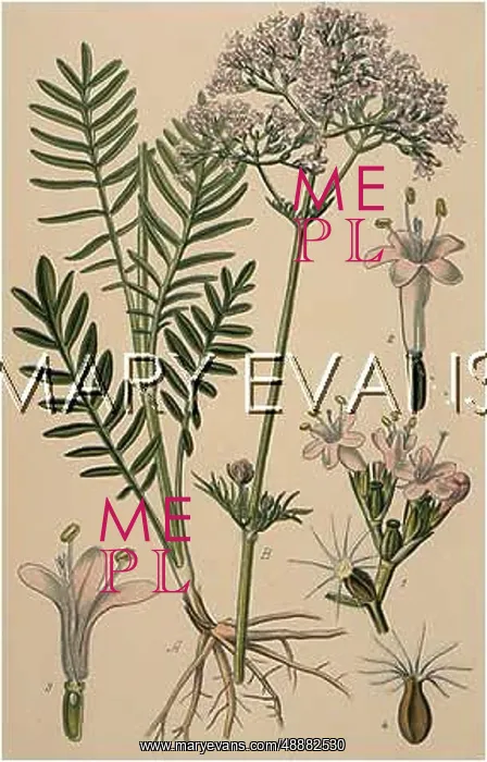  : VALERIANA OFFICINALIS