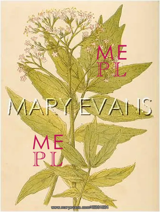 : VALERIANA OFFICINALIS : VALERIANA OFFICINALIS