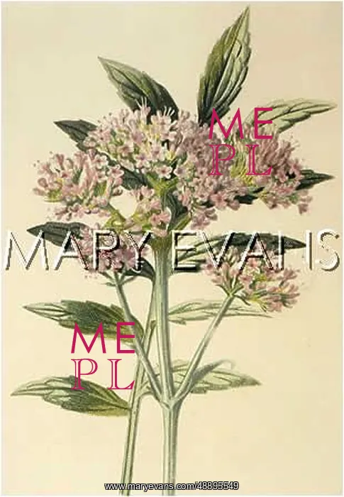  : VALERIANA OFFICINALIS