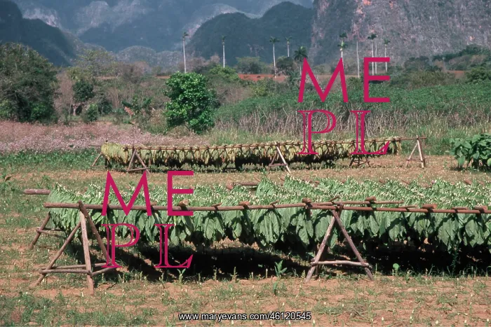 : Valle de Vinales - Leaves of tobacco drying : Valle de Vinales - Leaves of tobacco drying