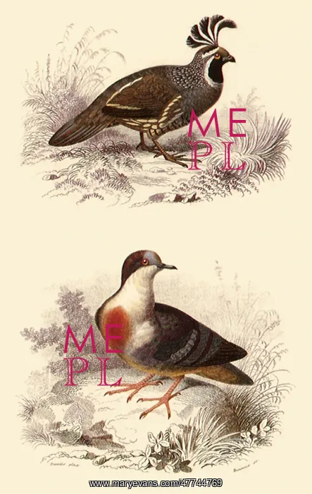 : A Valley Quail and Luzon's Bleeding Heart : A Valley Quail and Luzon's Bleeding Heart