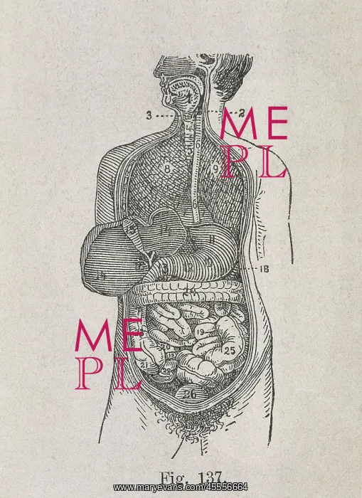 : VALUE!. Human Anatomy. Digestive system. Engraving : VALUE!. Human Anatomy. Digestive system. Engraving