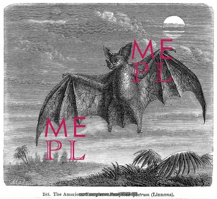  : VAMPIRE BAT - 1