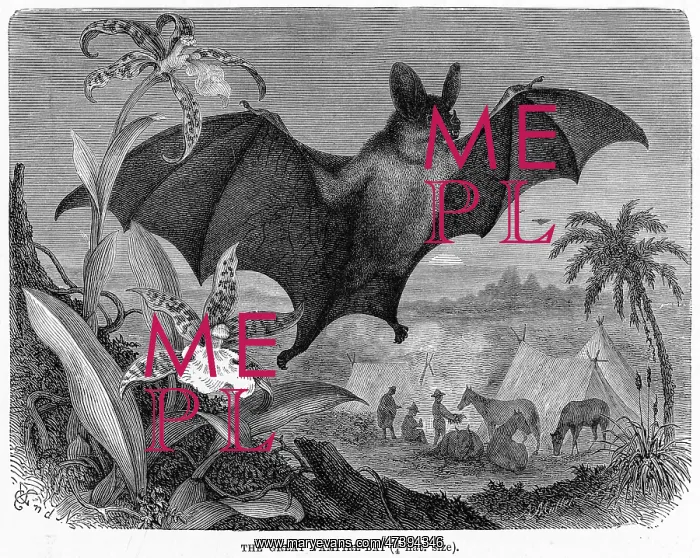  : VAMPIRE BAT - 2
