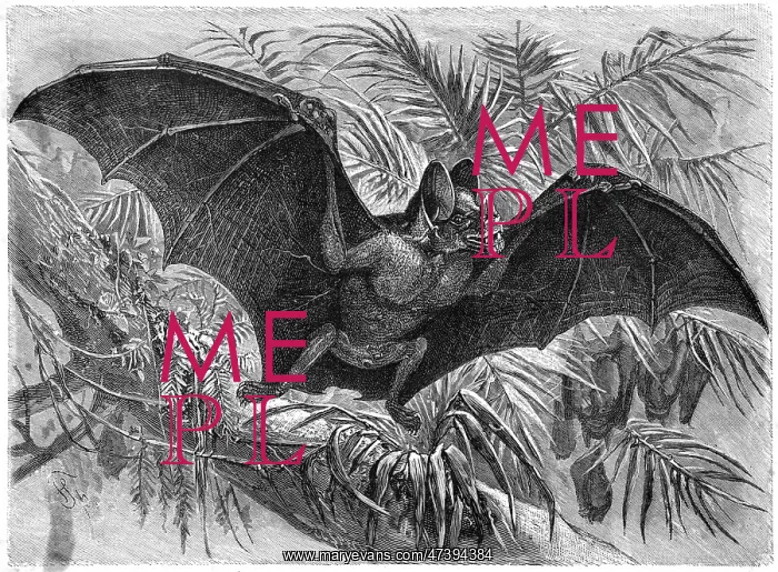 : VAMPIRE BAT - 3 : VAMPIRE BAT - 3