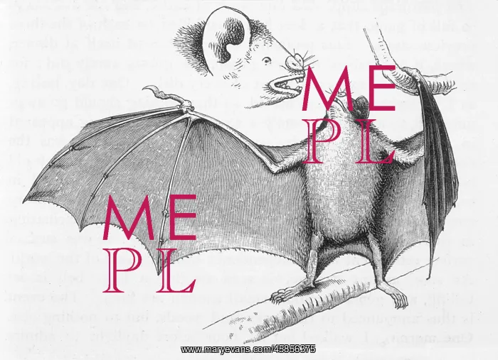 : VAMPIRE BATS / DARWIN : VAMPIRE BATS / DARWIN