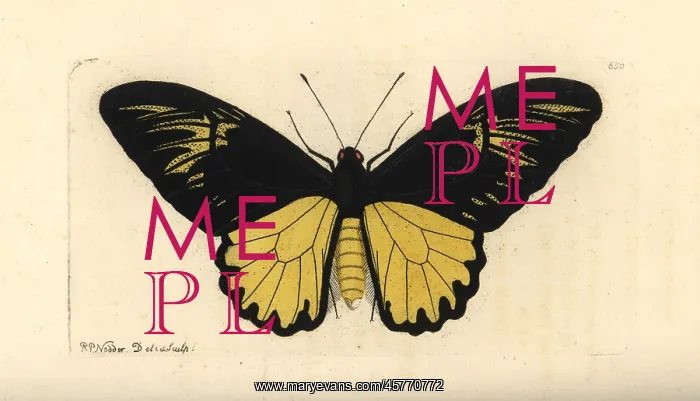 : Van de Poll's birdwing butterfly, Troides : Van de Poll's birdwing butterfly, Troides