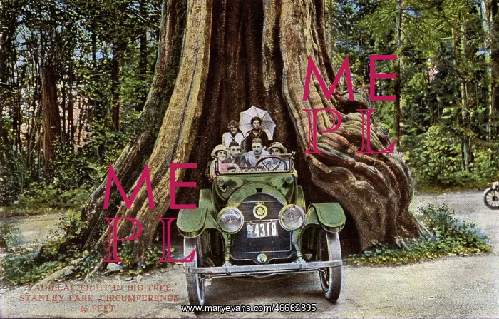  : Vancouver, Canada - Cadillac 8 - Big Tree, Stanley Park