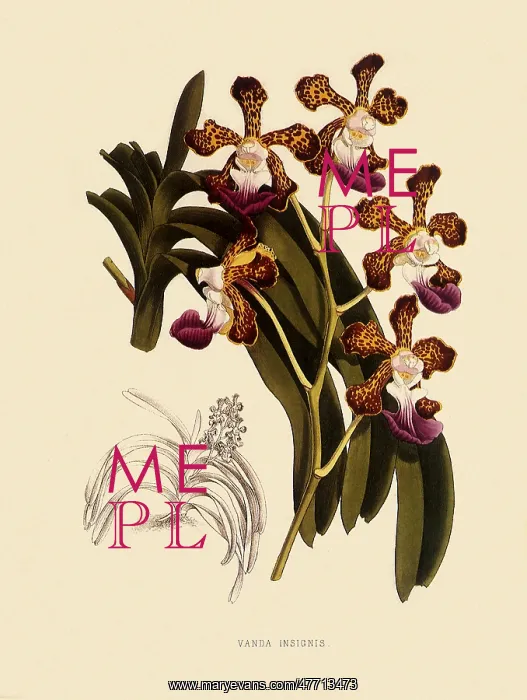  : Vanda Insignis