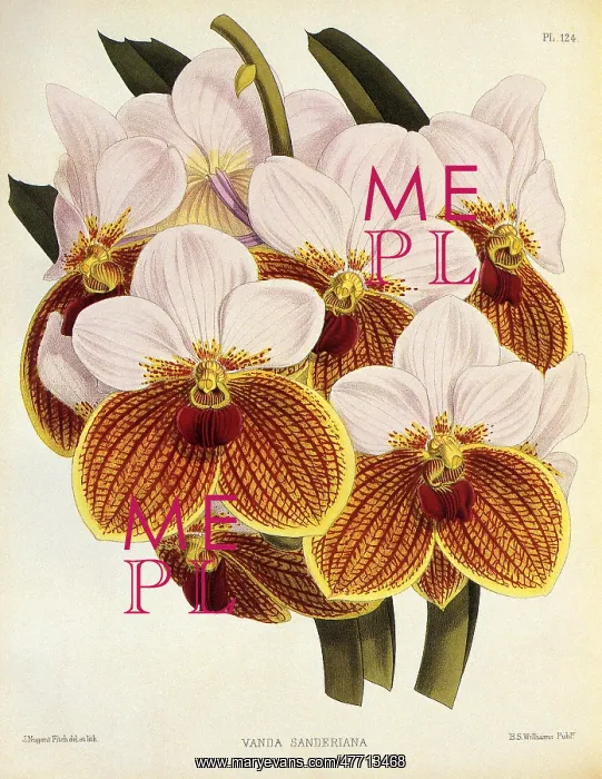  : Vanda Sanderiana