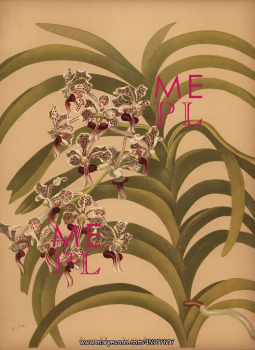 : Vanda tricolor var. suavis orchid : Vanda tricolor var. suavis orchid