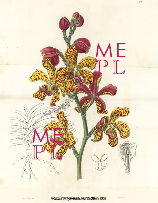 : Vandopsis lissochiloides orchid : Vandopsis lissochiloides orchid
