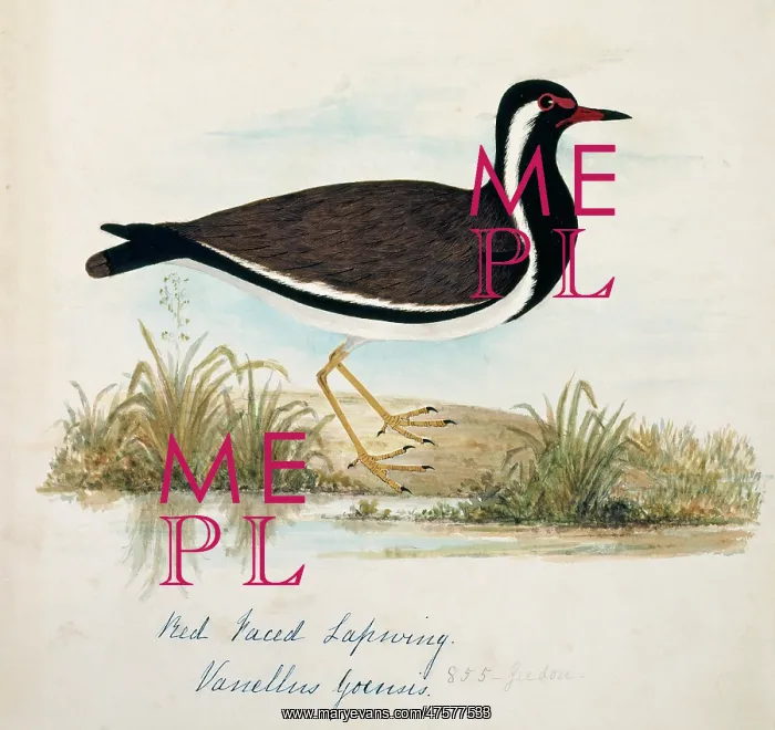 : Vanellus indicus, red-wattled lapwing : Vanellus indicus, red-wattled lapwing