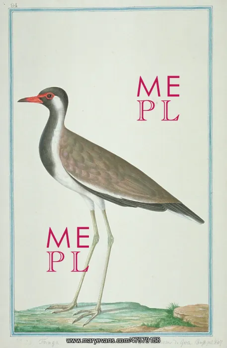 : Vanellus indicus, red-wattled lapwing : Vanellus indicus, red-wattled lapwing