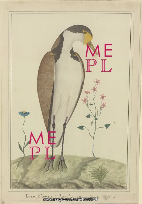 : Vanellus miles, masked lapwing : Vanellus miles, masked lapwing