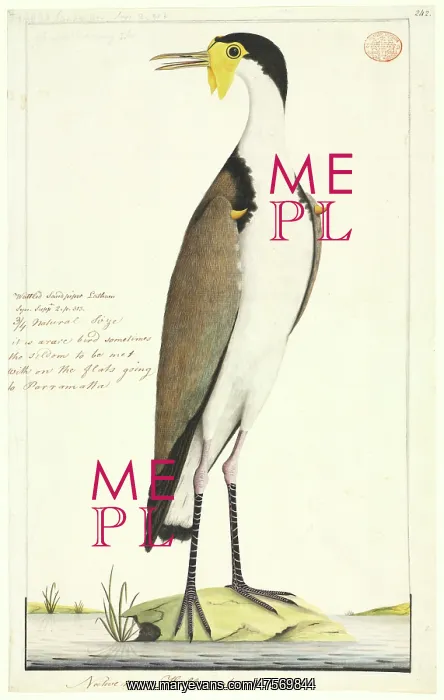 : Vanellus miles, masked lapwing : Vanellus miles, masked lapwing