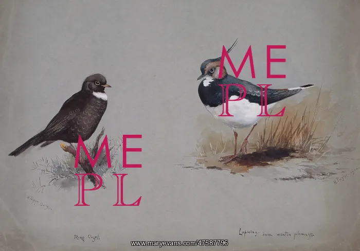: Vanellus vanellus, northern lapwing, Turdus torquatus, ring : Vanellus vanellus, northern lapwing, Turdus torquatus, ring