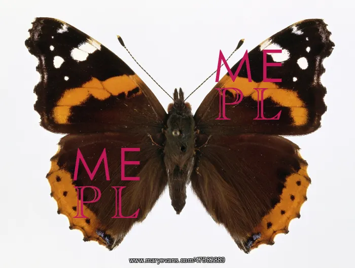 : Vanessa atalanta, red admiral : Vanessa atalanta, red admiral