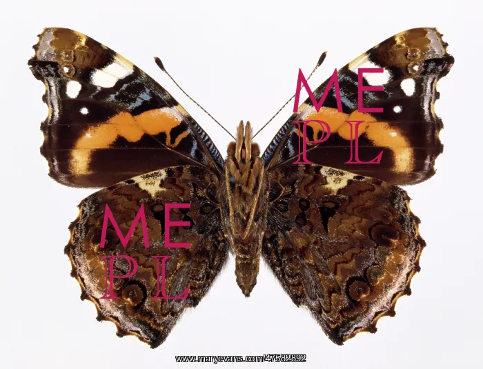 : Vanessa atalanta, red admiral : Vanessa atalanta, red admiral
