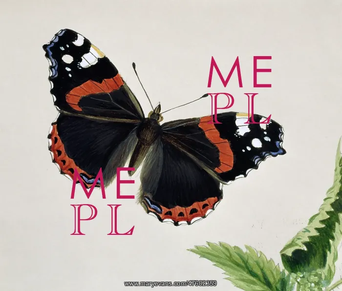 : Vanessa atalanta, red admiral : Vanessa atalanta, red admiral