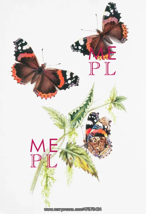 : Vanessa atlanta, red admiral : Vanessa atlanta, red admiral