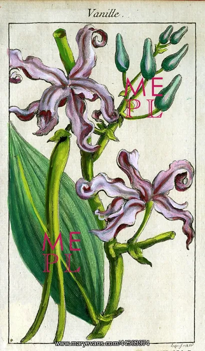  : Vanilla - Mexico