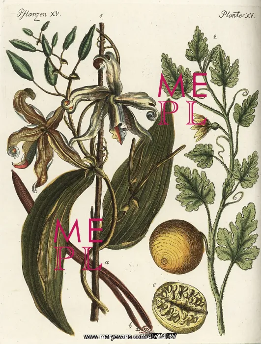 : Vanilla orchid and colocynth : Vanilla orchid and colocynth