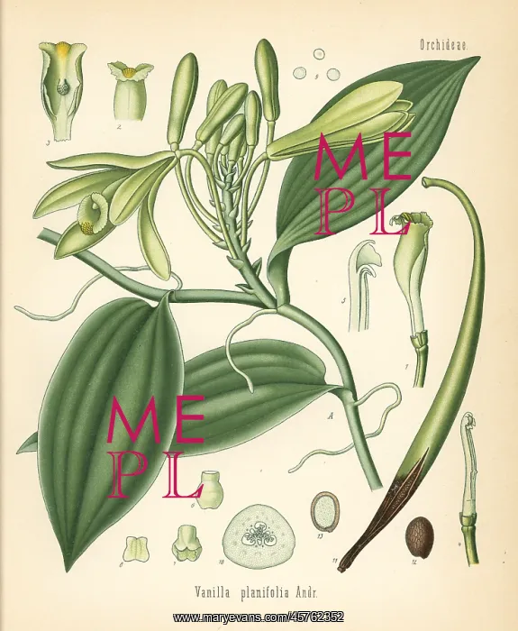 : Vanilla orchid, Vanilla planifolia : Vanilla orchid, Vanilla planifolia