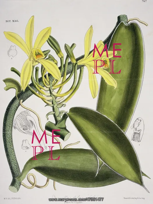 : Vanilla planifolia, vanilla : Vanilla planifolia, vanilla