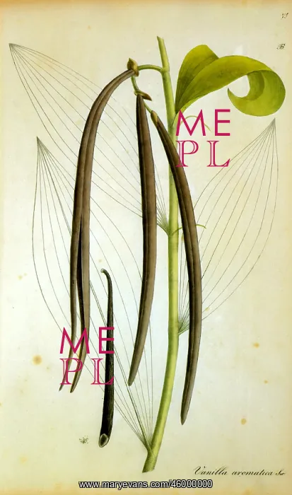 : Vanilla (vanilla aromatica) : Vanilla (vanilla aromatica)
