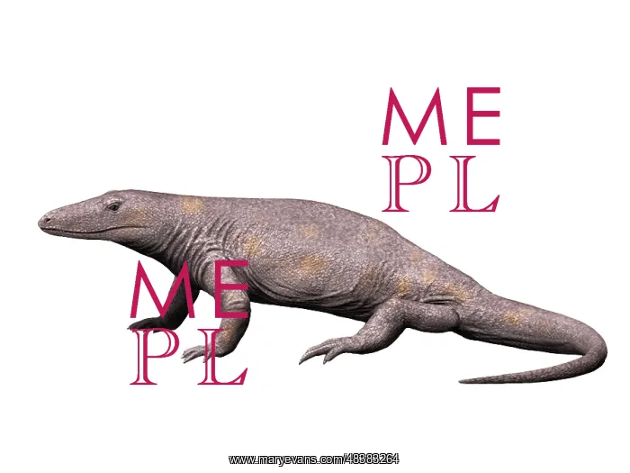 : Varanosaurus is an extinct synapsid from the Early Permian ? : Varanosaurus is an extinct synapsid from the Early Permian ?