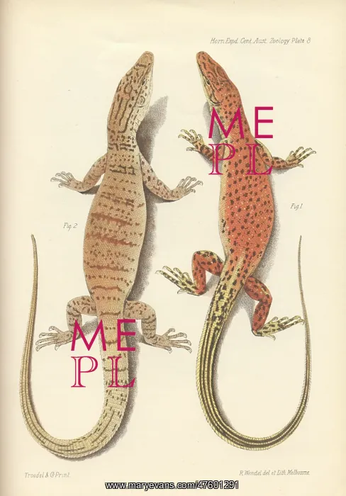 : Varanus eremius and Varanus gilleri : Varanus eremius and Varanus gilleri