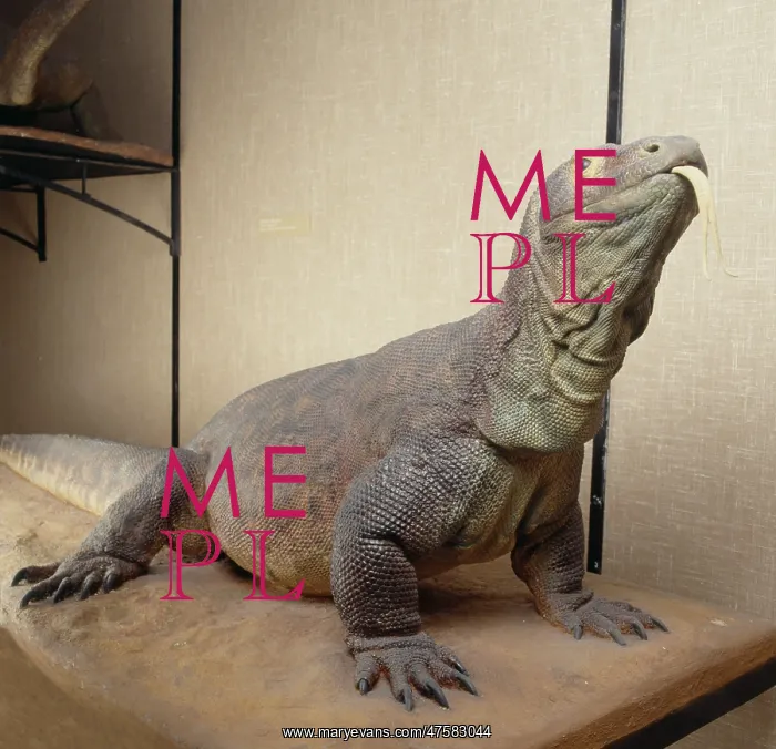 : Varanus komodoensis, Komodo dragon : Varanus komodoensis, Komodo dragon