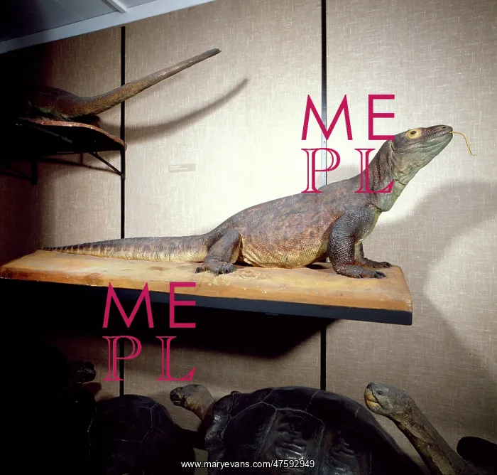 : Varanus komodoensis, Komodo dragon : Varanus komodoensis, Komodo dragon