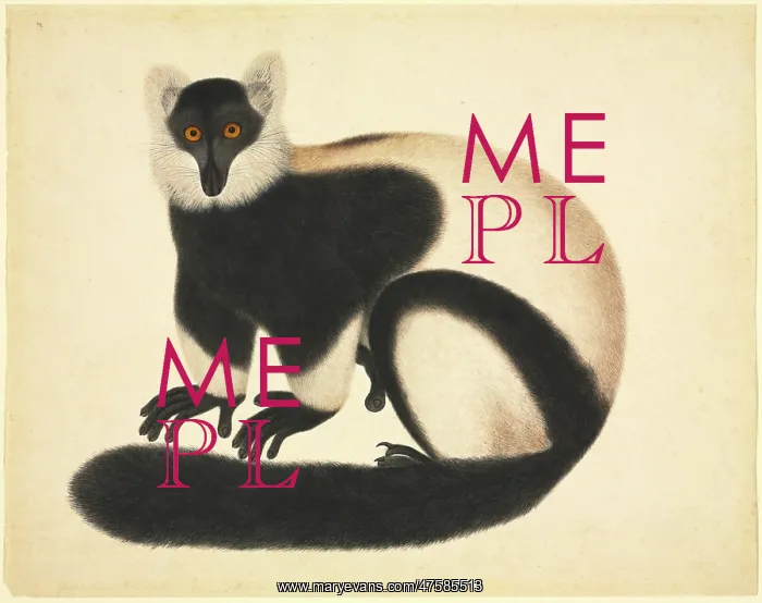 : Varecia variegata, ruffed lemur : Varecia variegata, ruffed lemur