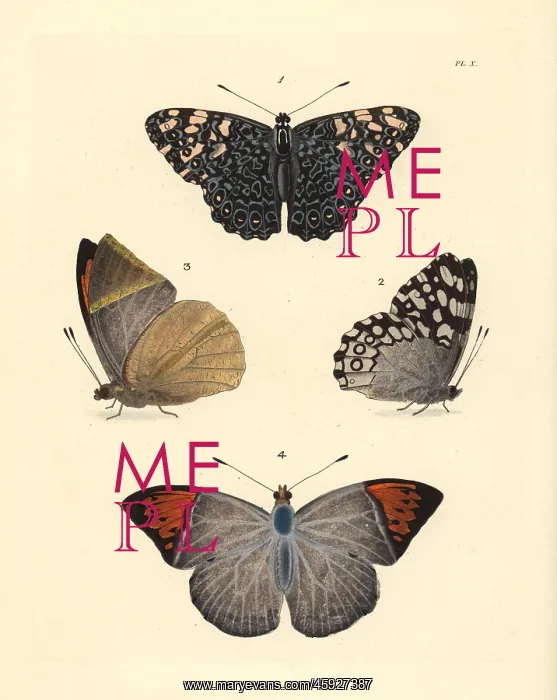 : Variable cracker and Indian orange-tip butterfly : Variable cracker and Indian orange-tip butterfly