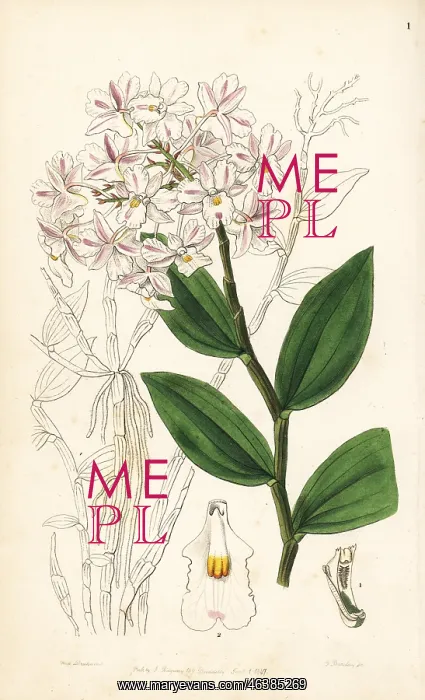: Variable dendrobium orchid, Dendrobium mutabile : Variable dendrobium orchid, Dendrobium mutabile